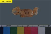 藏品(萬歲大眼蟹)的圖片